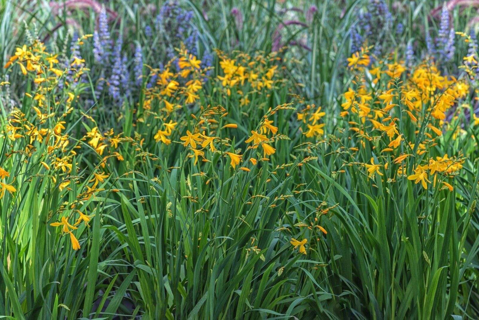 PICK YOUR DRAGON FLOWER - Choose From (7) Different Types of Crocosmia Bulbs!!!