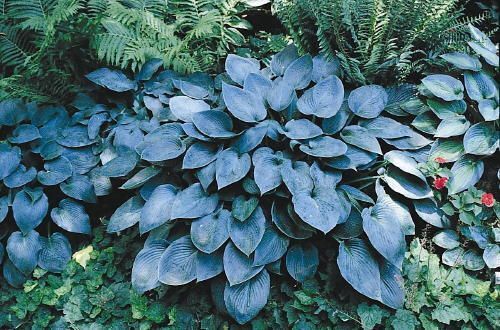 HOSTA~HALCYON~PERENNIAL SHADE PLANT BEST BLUE FOLIAGE LAVENDER HUMMINGBIRD LILY