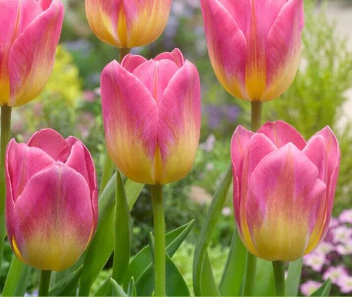 TOM POUCE~TULIP BULBS~HARDY PERENNIAL PLANTS *EASY* PLANT NOW FOR SPRING FLOWERS