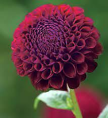 PICK YOUR DAHLIA! - Clumps of Tubers - Cutest Pompon & Ball Types - Pre-order