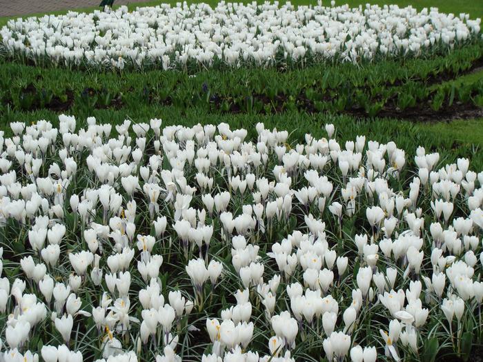 PETER PAN~GIANT CROCUS~FLOWER BULBS FOR SUNNY GARDEN PERENNIAL SPRING FLOWERS!!!