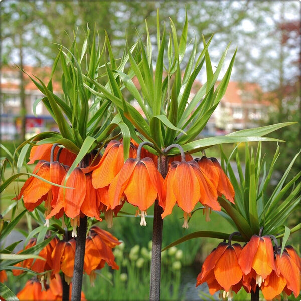 CROWN IMPERIAL LILY~FRITILLARIA IMPERIALIS 'RUBRA'~FLOWER BULBS HARDY PERENNIAL!