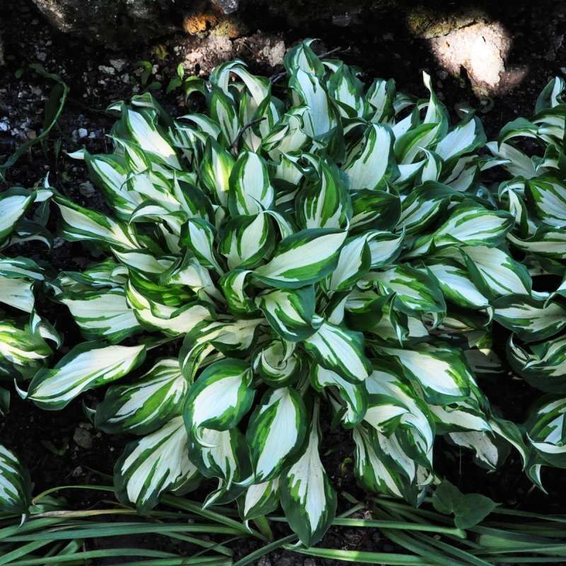 HOSTA~MEDIOVARIEGATA~PERENNIAL SHADE PLANT FOCAL POINT LAVENDER HUMMINGBIRD LILY