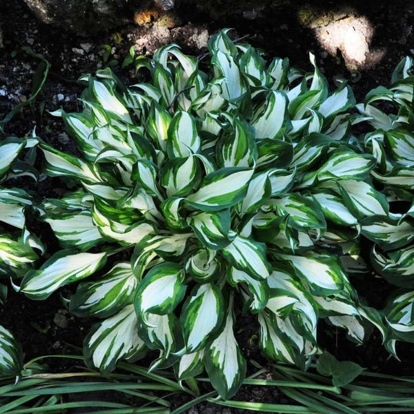 HOSTA~MEDIOVARIEGATA~PERENNIAL SHADE PLANT FOCAL POINT LAVENDER HUMMINGBIRD LILY