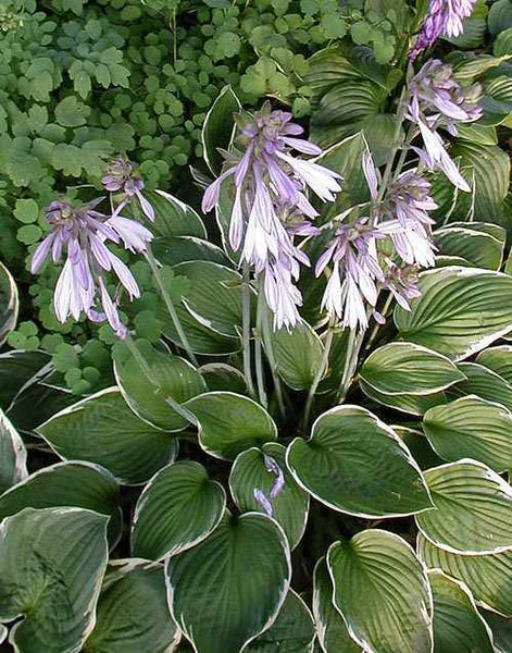 HOSTA 'FRANCEE' HARDY PERENNIAL SHADE PLANT FOLIAGE PURPLE HUMMINGBIRD LILY