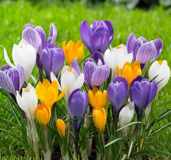 EARLY SPRING MIX~GIANT GROCUS~FLOWER BULBS FOR SUNNY GARDEN PERENNIAL FLOWERS!!!