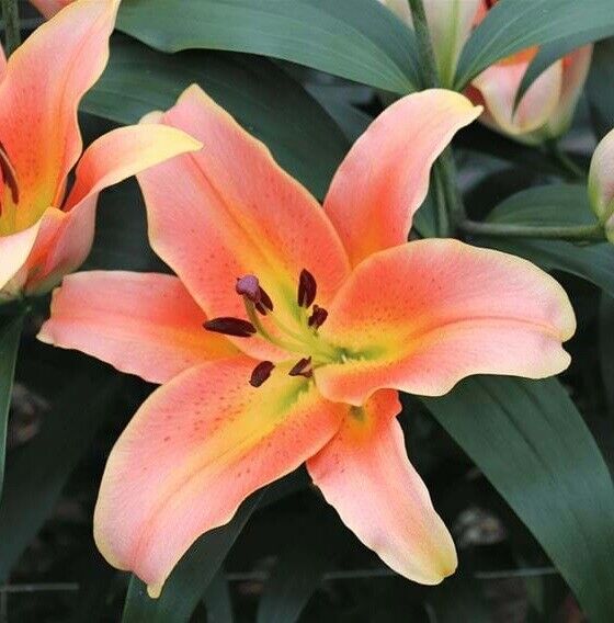 ZELMIRA TREE LILY FLOWER BULBS HARDY 4-8 FT. TALL GIANT FRAGRANT BLOOMS 16/18cm!