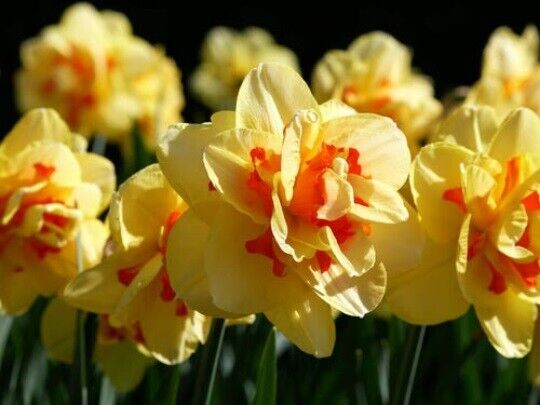 NARCISSUS 'TAHITI' HARDY FLOWER BULBS FRAGRANT DOUBLE DAFFODILS SPRING GARDEN!!!