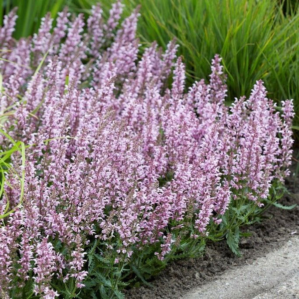 SALVIA NEMOROSA~FEATHERS FLAMINGO~PINK SAGE PLANTS AROMATIC HARDY PERENNIAL WOW!