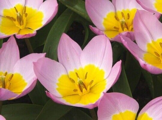LILAC WONDER~TULIP BULBS~TRUE HARDY PERENNIAL PLANTS PLANT NOW FOR SPRING FLOWER