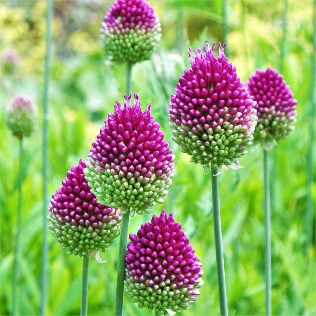 TALL Drumstick Alliums Flower Bulbs, Plant Now for Green-Purple Spring Blooms!!