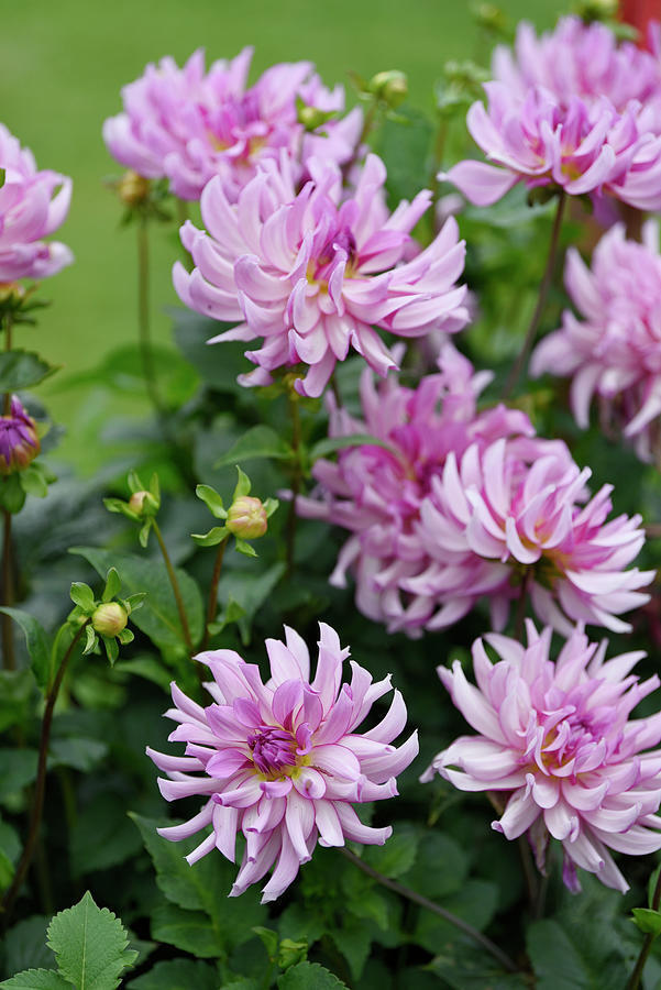 PICK YOUR DAHLIA! - Clumps of Tubers - Cactus & Fimbriated Types - Pre-order