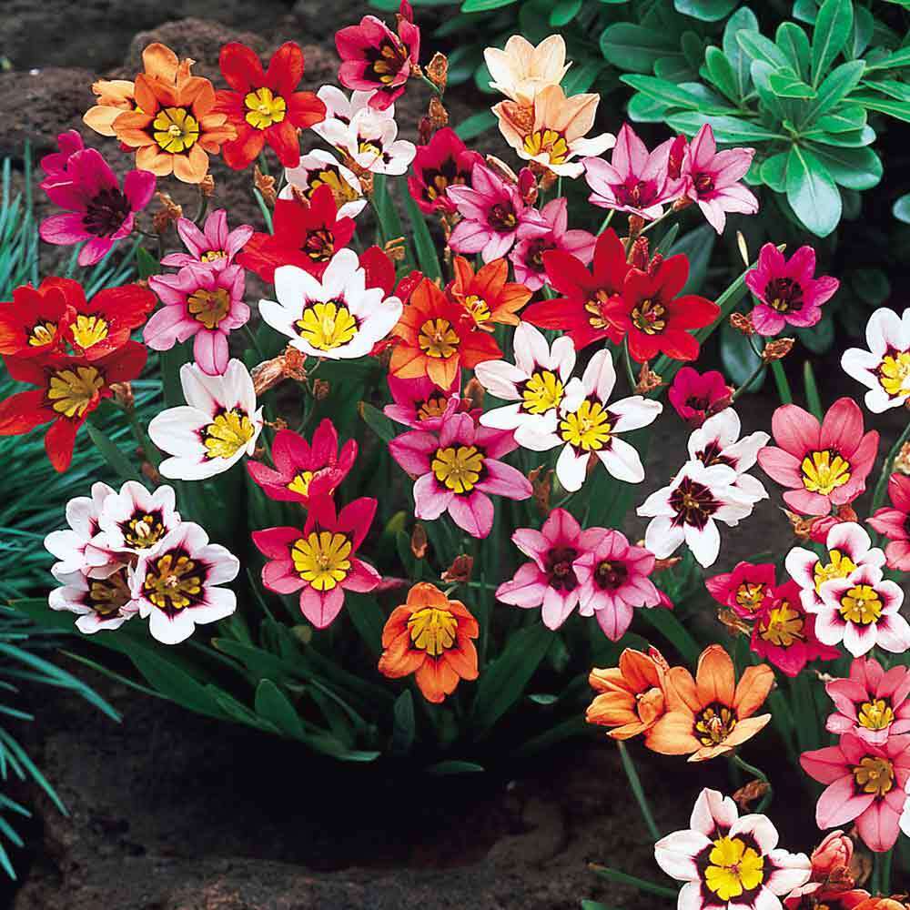 SPARAXIS 'TRICOLOR'~WAND FLOWER BULBS~RAINBOW MIXTURE OF COLORS~HARLEQUIN FLOWER