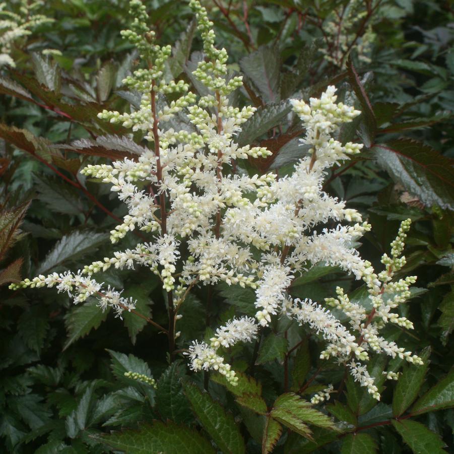 ASTILBE~CAPPUCCINO~HARDY PERENNIAL SHADE PLANT~HEALTHY 2-3 EYE BARE ROOT~