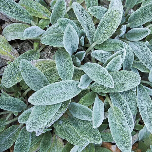 STACHYS 'HELENE VON STEIN' SOFT & FUZZY GROUND COVER HARDY PERENNIAL LIVE PLANTS