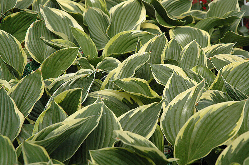 HOSTA~GOLDEN CROWN~PERENNIAL SHADE PLANT GOLD EDGED PLANTAIN LILY HUMMINGBIRDS!!