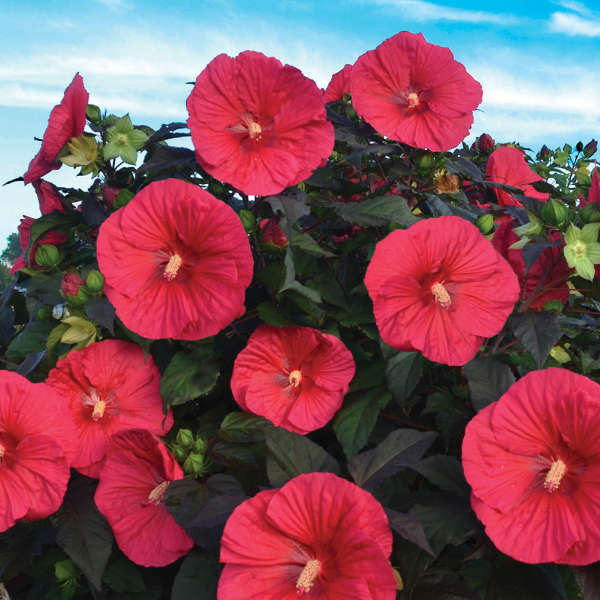 HIBISCUS 'MARS MADNESS' ROSE MALLOW PLANT 6-8" DEEP RED FLOWERS HARDY ZONES 4-9!