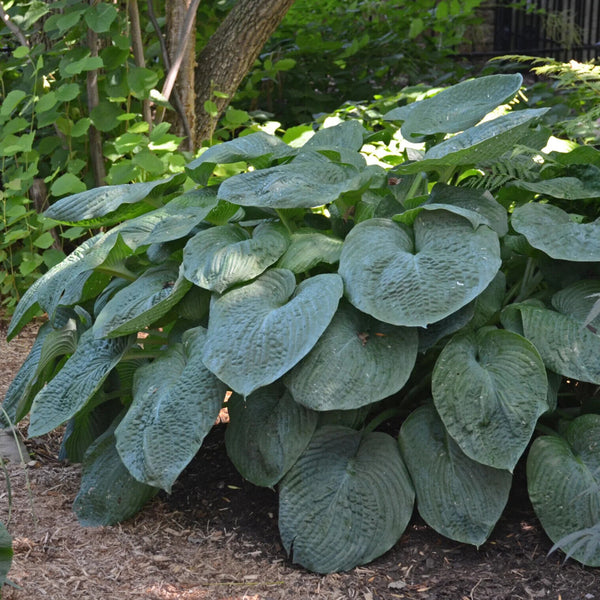 HOSTA 'BLUE GIANT' HARDY PERENNIAL SHADE PLANT ATTRACTIVE FOLIAGE PLANTAIN LILY