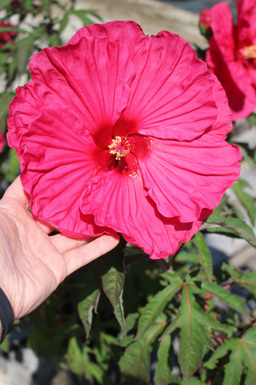 HIBISCUS 'SUMMER IN PARADISE' ROSE MALLOW PLANT 7-8" PINK FLOWERS HARDY ZONE 4-9
