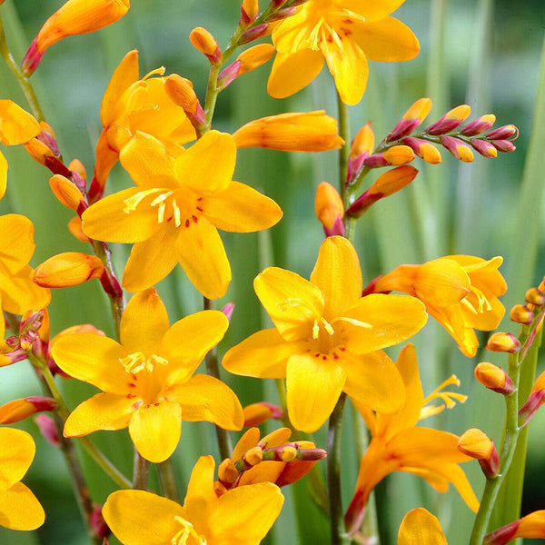 CROCOSMIA~SUNGLOW~FLOWER BULBS~HARDY PERENNIAL~ATTRACT HUMMINGBIRDS~WOW!!