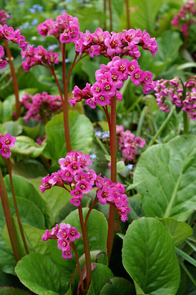 BERGENIA~WINTERGLOW~PIGSQUEAK SHADE PERENNIAL FLOWERS HARDY LIVE BARE ROOT PLANT