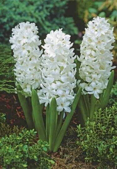 HYACINTH~WHITE PEARL~FLOWER BULBS POWERFULLY FRAGRANT SPRING BLOOMS JUMBO SIZE!!