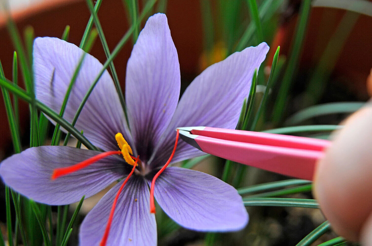 Crocus sativus flower bulbs SAFFRON CROCUS Grow your own King's Spice Fall Bloom