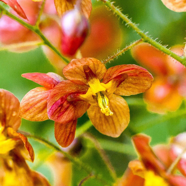 EPIMEDIUM WARLEYENSE 'ORANGE QUEEN '~FAIRY WINGS~HARDY PERENNIAL PLANT FOR SHADE