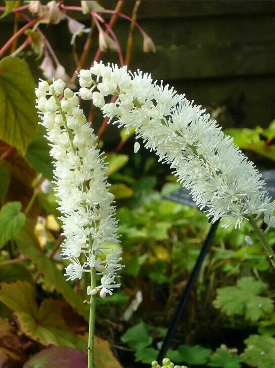 CIMIFUGA~SILVER DANCE~TALL PERENNIAL SHADE PLANT IMPRESSIVE GARDEN FOCAL POINT