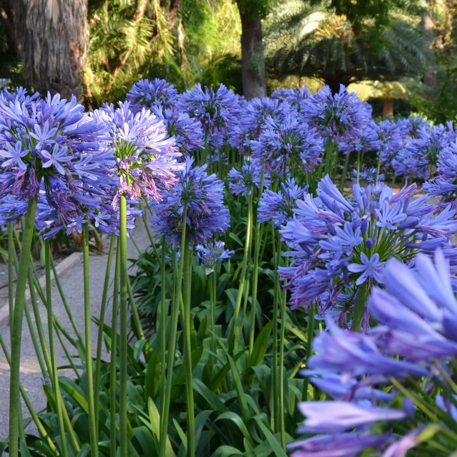 AGAPANTHUS~AFRICANUS~HARDY PERENNIAL PLANT~100'S OF BLUE FLOWERS~SUMMER