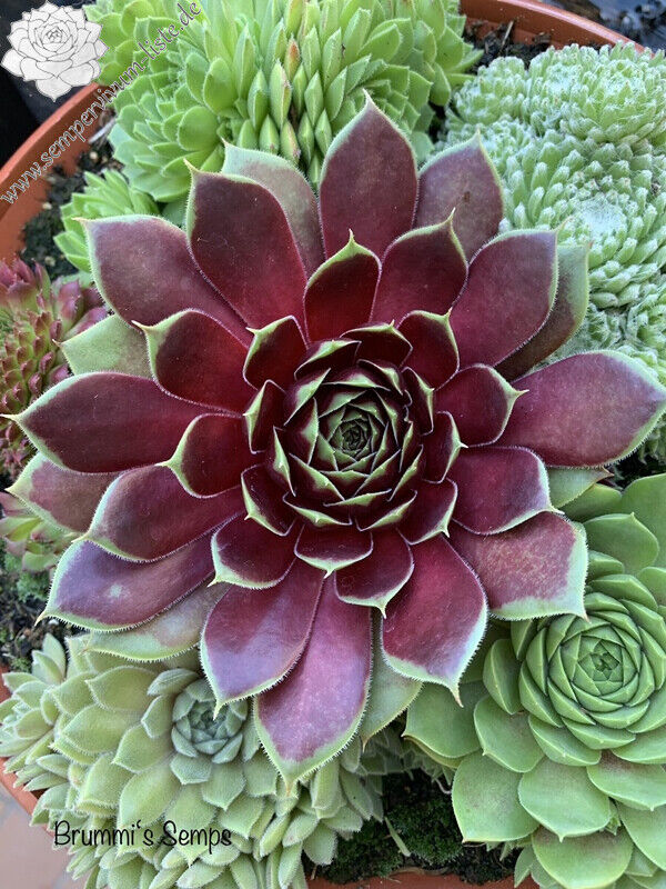 SEMPERVIVUM COLOROCKZ~COCONUT CRYSTAL~HENS AND CHICKS HARDY SUCCULENT LIVE PLANT