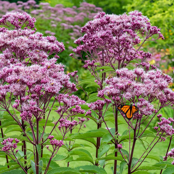 EUPATORIUM MACULATUM~GATEWAY~HARDY PERENNIAL PLANT~4-5 FEET TALL JOE PYE WEED!!!