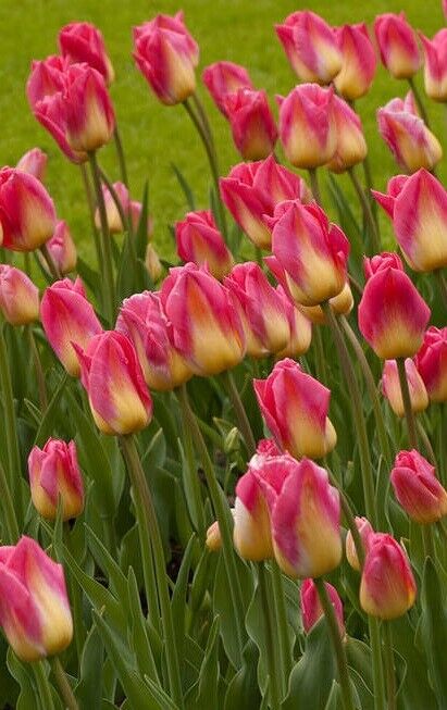 TOM POUCE~TULIP BULBS~HARDY PERENNIAL PLANTS *EASY* PLANT NOW FOR SPRING FLOWERS