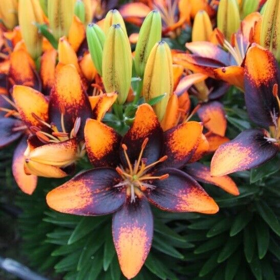 ORANGE & BLACK LILY ~TRENDY LAS PALMAS~ FLOWER BULBS HARDY PERENNIAL PLANT ~ WOW