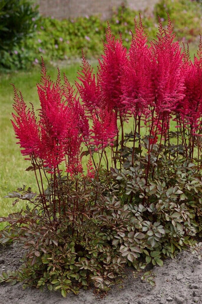 ASTILBE~MIGHTY CHOCOLATE CHERRY~HARDY PERENNIAL SHADE PLANT~2-3 EYE BARE ROOT!!!