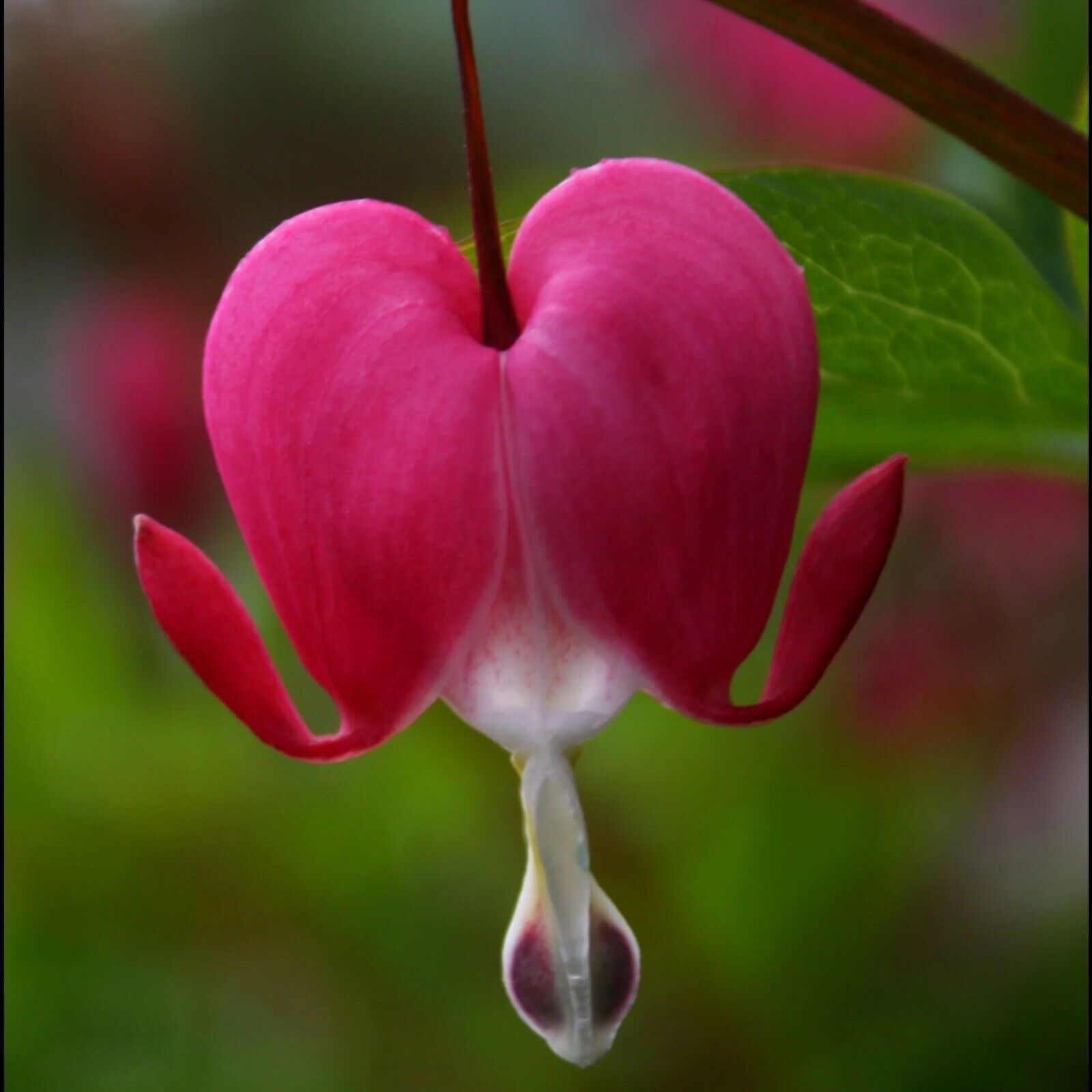 DICENTRA ~BLEEDING HEART~ PERENNIAL SHADE PLANTS ~PINK & WHITE~ PICK YOUR COLOR!