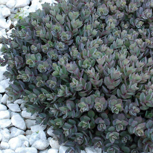 SEDUM SUNSPARKLER 'DAZZLEBERRY' STONECROP PLANT SUCCULENT GARDEN SUMMER BLOOMS!!