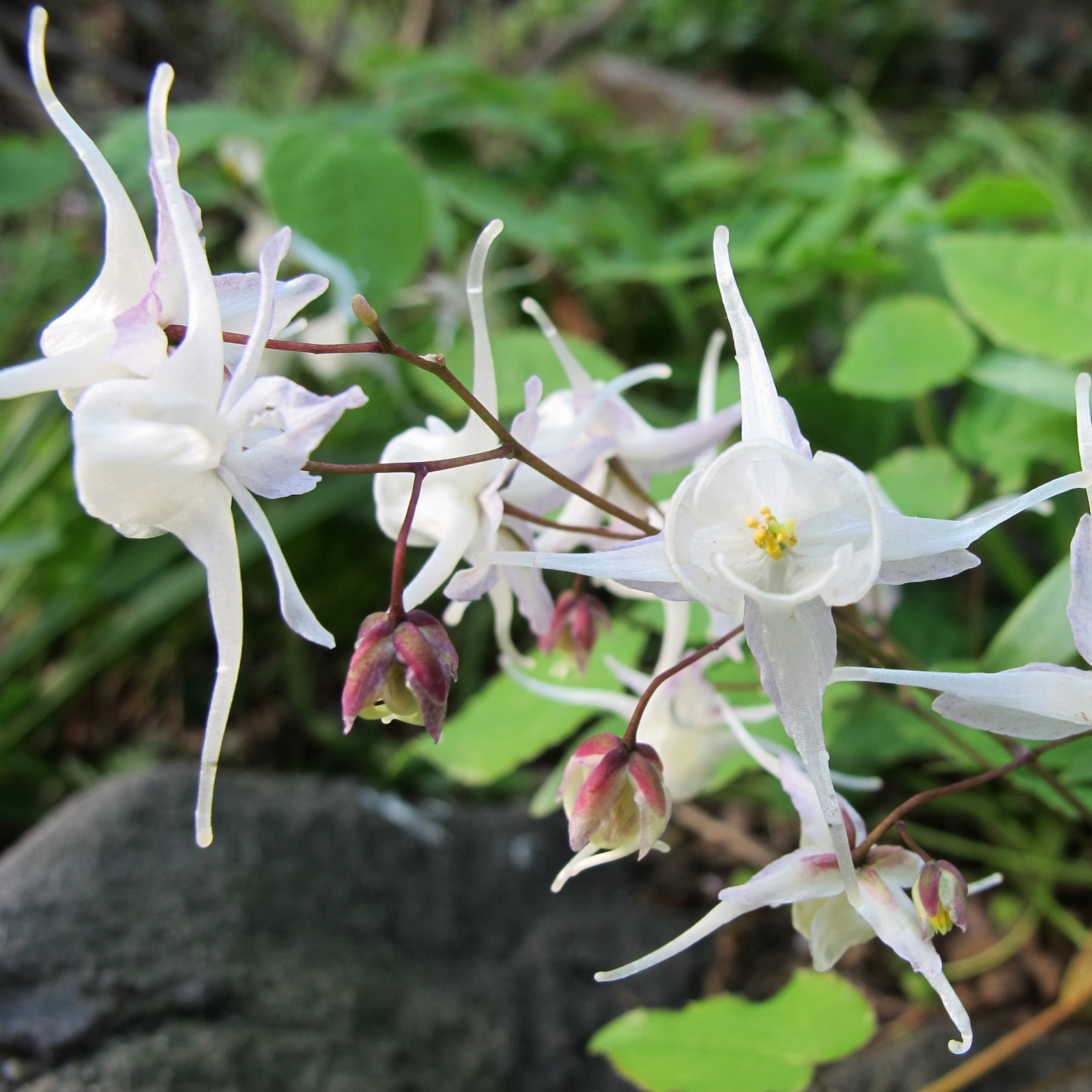 EPIMEDIUM YOUNGIANUM 'NIVEUM'~FAIRY WINGS~HARDY PERENNIAL PLANT FOR SHADE~SHOWY!