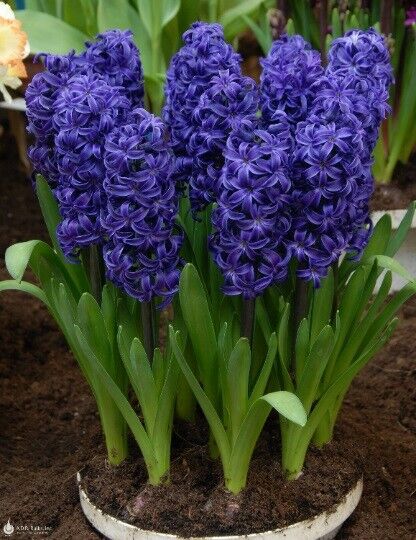 DARK BLUE HYACINTH~AIDA~JUMBO SIZE FLOWER BULBS POWERFULLY FRAGRANT IN SPRING!!!