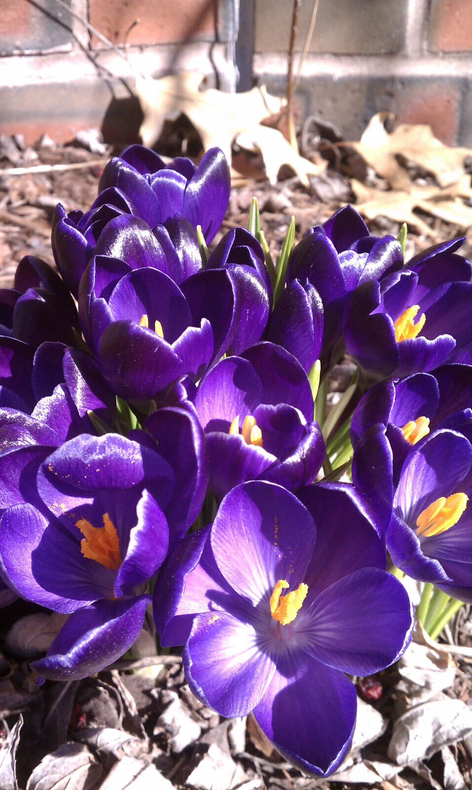GIANT PURPLE~CROCUS VERNUS~FLOWER BULBS FOR SUNNY GARDEN PERENNIAL SPRING FLOWER