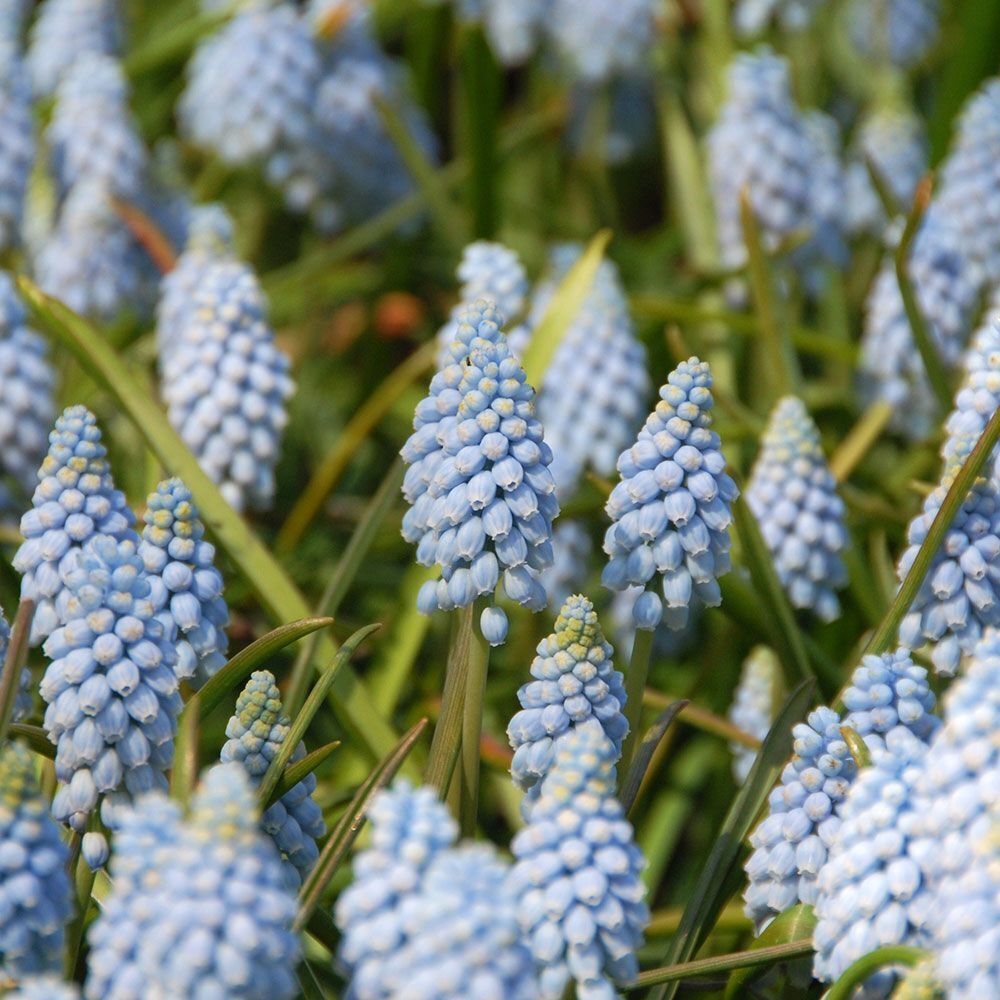 MUSCARI POWDER BLUE~GRAPE HYACINTHS~FLOWER BULBS FRAGRANT PERENNIAL SPRING BLOOM