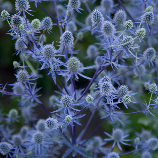 ERYNGIUM~BLUE HOBBIT~DWARF SEA HOLLY SPINY EGG-SHAPED FLOWERS LONG SUMMER BLOOM