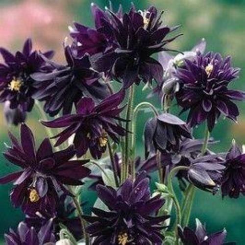 AQUILEGIA VULGARIS 'BLACK BARLOW' SHADE PERENNIAL FLOWERS LIVE BARE ROOT PLANT