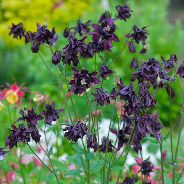AQUILEGIA VULGARIS 'BLACK BARLOW' SHADE PERENNIAL FLOWERS LIVE BARE ROOT PLANT