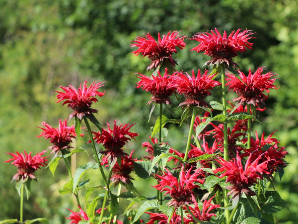 Monarda didyma GARDENVIEW SCARLET Live Bee Balm Plant Attract Butterflies Hummingbirds Red Flowers Summer Bloom Mint Relative Tea FRAGRANT!!