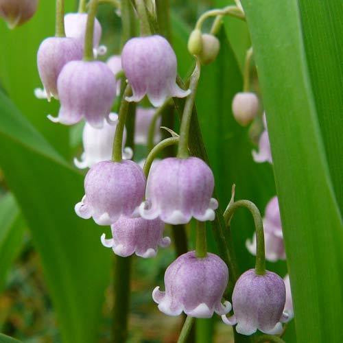 CONVALLARIA MAJALIS 'ROSEA'~PINK LILY OF THE VALLEY~SHOWY FRAGRANT SHADE PLANTS