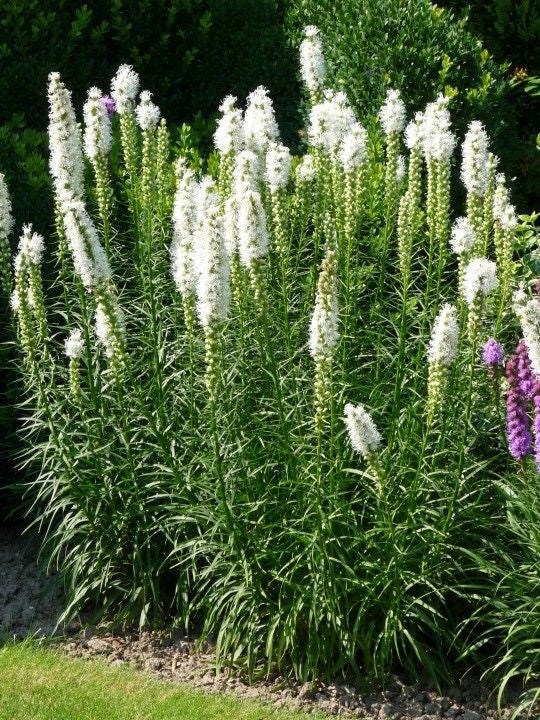 LIATRIS SPICATA 'ALBA' WHITE BLAZING STAR BUTTERFLY PLANT FLOWER BULB PERENNIAL