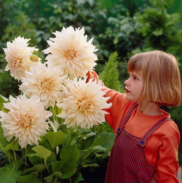 DAHLIA TUBERS~CAFE AU LAIT~BIG SHOWY FLOWERS ARE A TRAFFIC STOPPER! GROW THESE!!