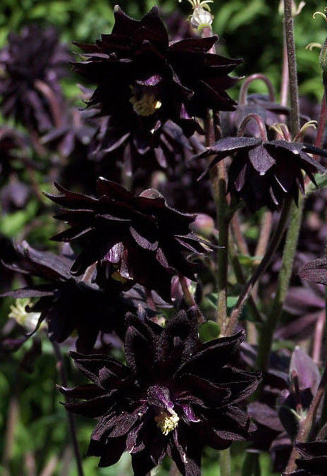 AQUILEGIA VULGARIS 'BLACK BARLOW' SHADE PERENNIAL FLOWERS LIVE BARE ROOT PLANT