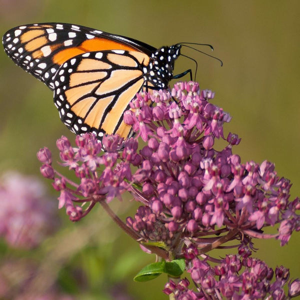 ASCLEPIAS INCARNATA~SOULMATE~PERENNIAL PLANT SUMMER BULB BUTTERFLY FLOWER ROOTS